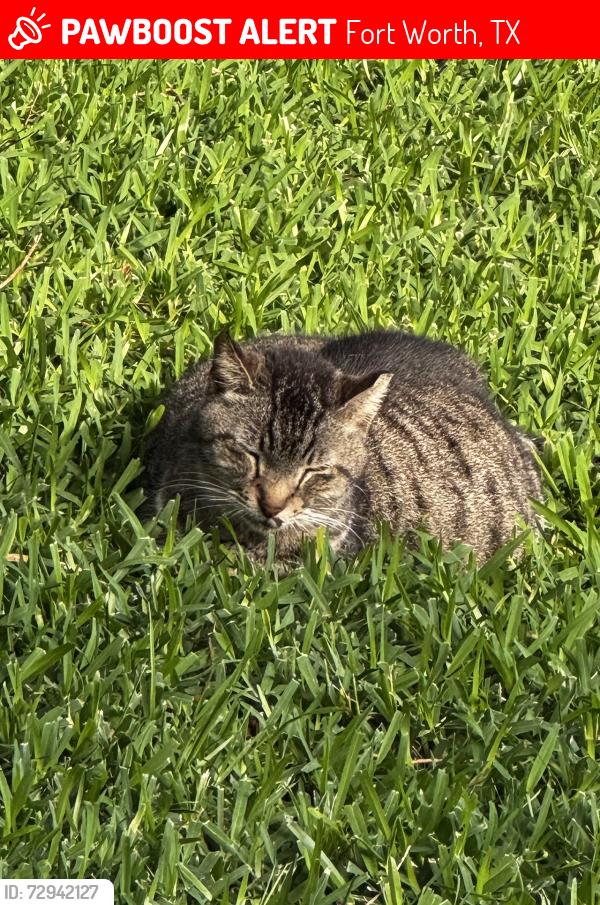 Lost Female Cat last seen Willow Lake neighborhood , Fort Worth, TX 76109