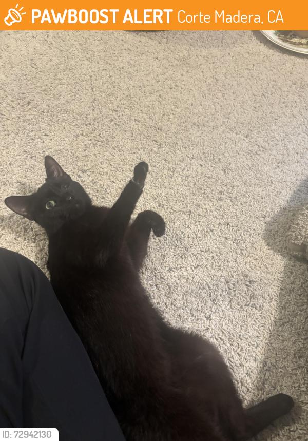 Found/Stray Female Cat last seen Town Center, Corte Madera close to Safeway, Corte Madera, CA 94925