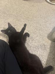 Found/Stray Female Cat last seen Town Center, Corte Madera close to Safeway, Corte Madera, CA 94925