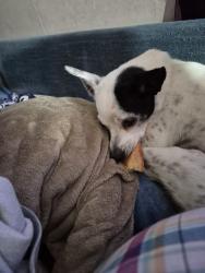 Reunited Female Dog last seen By the marsh, Bernville, PA 19506