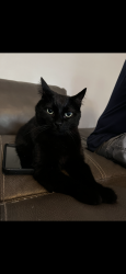 Lost Male Cat last seen Dry Creek, Centennial, CO 80122