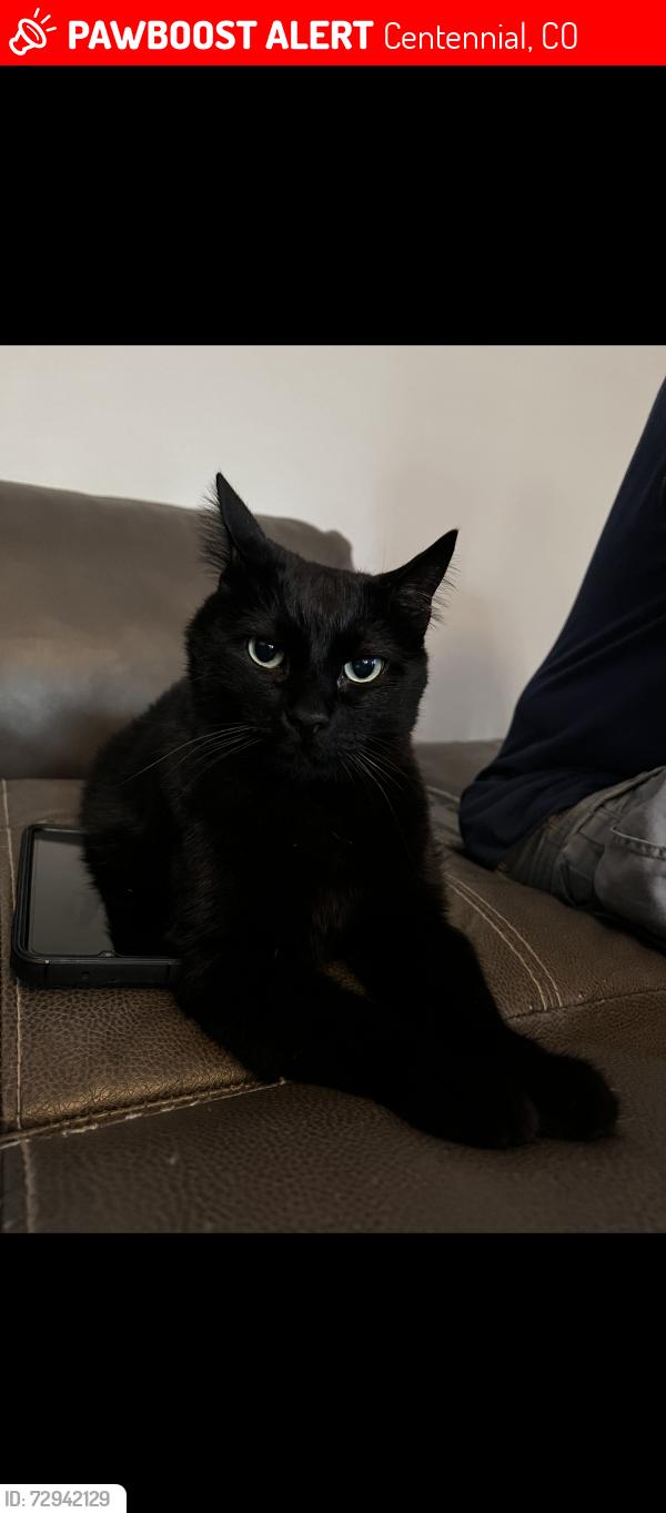 Lost Male Cat last seen Dry Creek, Centennial, CO 80122