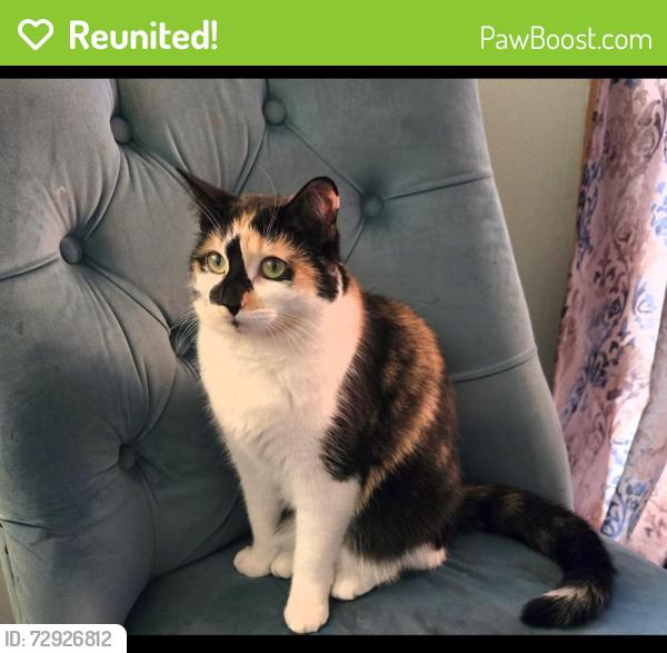 Reunited Female Cat last seen NW 95th Ave and Leahy Rd, Portland, OR 97229
