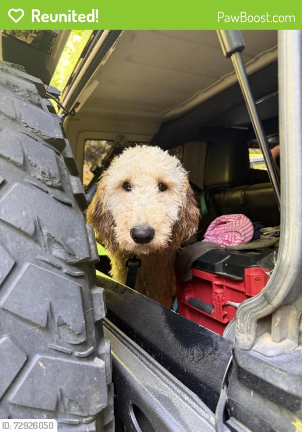 Reunited Male Dog last seen Highway 163 / County Road 750, Riceville TN, Riceville, TN 37370