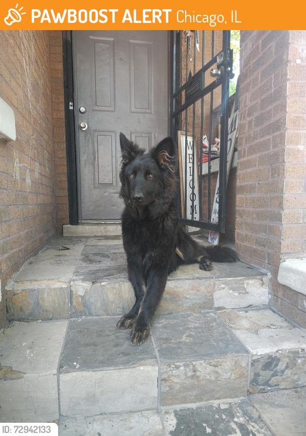 Found/Stray Unknown Dog last seen Near s Talman , Chicago, IL 60629