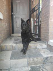 Found/Stray Unknown Dog last seen Near s Talman , Chicago, IL 60629