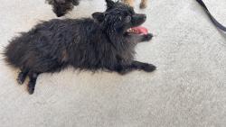 Found/Stray Unknown Dog last seen Apopka, FL, Apopka, FL 32703