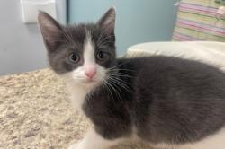 Shelter Stray Male Cat last seen Oak Terrace Blvd, 43528, OH, Maumee, OH 43537