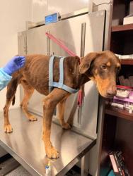 Shelter Stray Male Dog last seen Converse, TX 78109, Converse, TX 78109