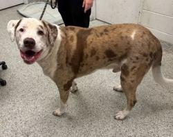 Shelter Stray Male Dog last seen Near N Bales Ave, 64117, MO, Kansas City, MO 64132