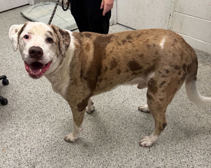 Shelter Stray Male Dog last seen Near N Bales Ave, 64117, MO, Kansas City, MO 64132