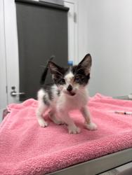 Shelter Stray Male Cat last seen Near Zoo Drive, 64132, MO, Kansas City, MO 64132