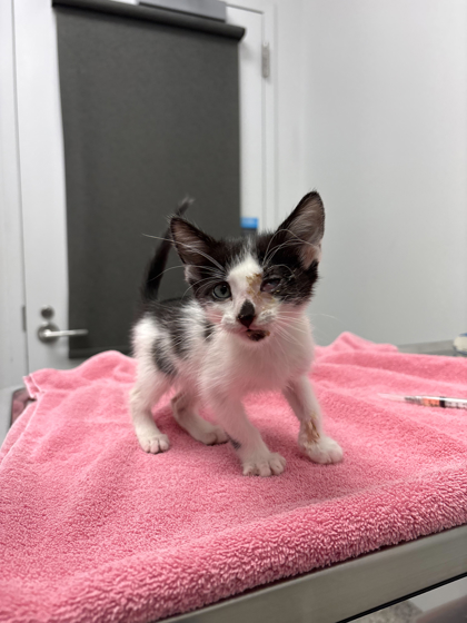 Shelter Stray Male Cat last seen Near Zoo Drive, 64132, MO, Kansas City, MO 64132