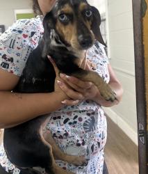 Found/Stray Female Dog last seen Armstrong World Industries, Pensacola, FL 32505