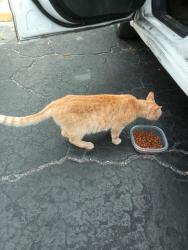 Reunited Male Cat last seen River City Motel on Harts Rd. near Dunn Ave. , Jacksonville, FL 32218