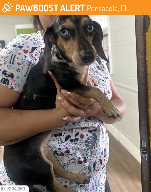 Found/Stray Female Dog last seen Armstrong World Industries, Pensacola, FL 32505