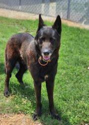 Shelter Stray Male Dog last seen Near N MAIN ST SIX MILE, SC 29682, PICKENS COUNTY, SC, Pickens, SC 29671