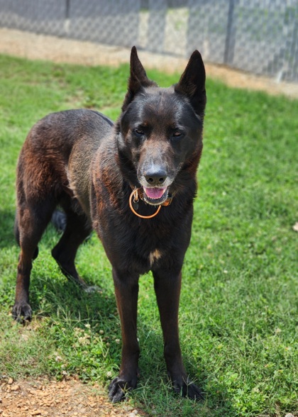 Shelter Stray Male Dog last seen Near N MAIN ST SIX MILE, SC 29682, PICKENS COUNTY, SC, Pickens, SC 29671