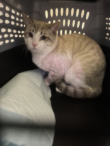 Shelter Stray Male Cat last seen , CA , Oakland, CA 94601