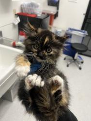 Shelter Stray Female Cat last seen Oakland, CA 94605, Oakland, CA 94601