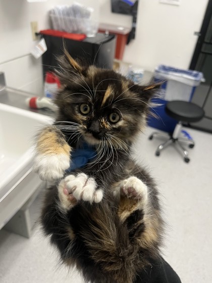 Shelter Stray Female Cat last seen Oakland, CA 94605, Oakland, CA 94601