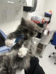Shelter Stray Female Cat last seen Oakland, CA 94605, Oakland, CA 94601