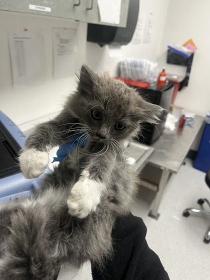 Shelter Stray Female Cat last seen Oakland, CA 94605, Oakland, CA 94601
