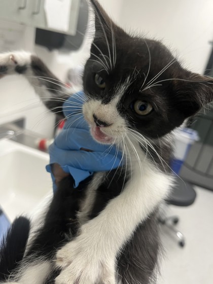 Shelter Stray Female Cat last seen Oakland, CA 94605, Oakland, CA 94601