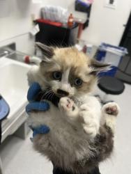 Shelter Stray Male Cat last seen Oakland, CA 94605, Oakland, CA 94601