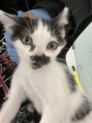 Shelter Stray Female Cat last seen Oakland, CA 94605, Oakland, CA 94601