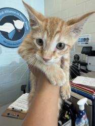 Shelter Stray Male Cat last seen Near Little Farms Dr, 70791, LA, Baton Rouge, LA 70820