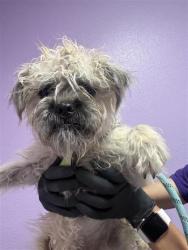Shelter Stray Female Dog last seen El Paso, TX 79928, Fort Bliss, TX 79906