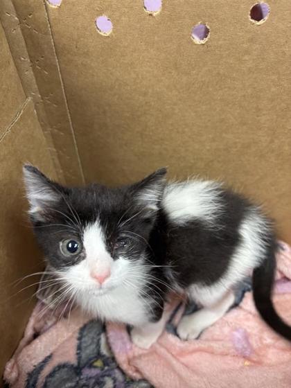 Shelter Stray Female Cat last seen El Paso, TX 79907, Fort Bliss, TX 79906