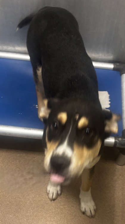 Shelter Stray Female Dog last seen Near Bond Dr Ellenwood, GA 30294, 30294, GA, Atlanta, GA 30341