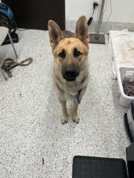 Shelter Stray Male Dog last seen Atlanta, GA 30336, Atlanta, GA 30336