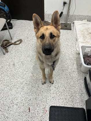 Shelter Stray Male Dog last seen Atlanta, GA 30336, Atlanta, GA 30336
