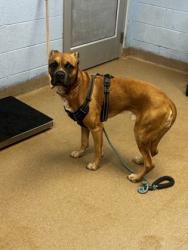Shelter Stray Male Dog last seen , GA , Atlanta, GA 30341