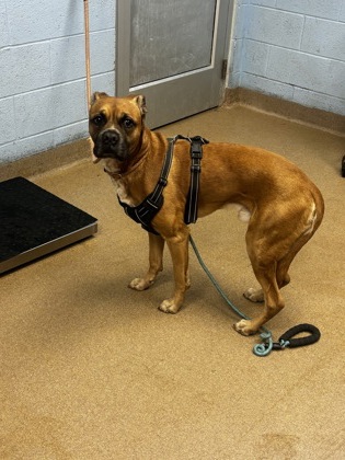 Shelter Stray Male Dog last seen , GA , Atlanta, GA 30341
