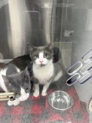 Shelter Stray Female Cat last seen Atlanta, GA 30318, Atlanta, GA 30336