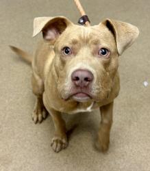Shelter Stray Male Dog last seen Near Tulip Dr, 30032, GA, Atlanta, GA 30341