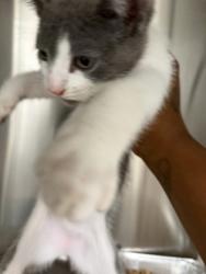 Shelter Stray Unknown Cat last seen Atlanta, GA 30318, Atlanta, GA 30336