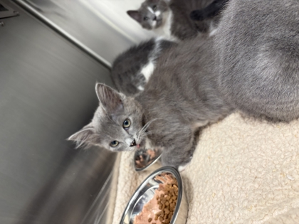 Shelter Stray Female Cat last seen Near Defoor Ave NW, Atlanta, GA, 1251 Fulton Industrial Blvd NW, Atlanta, GA 30336, USA