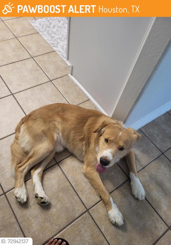 Found/Stray Male Dog last seen West Little York rd, Houston, TX 77084