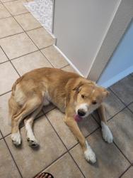 Found/Stray Male Dog last seen West Little York rd, Houston, TX 77084