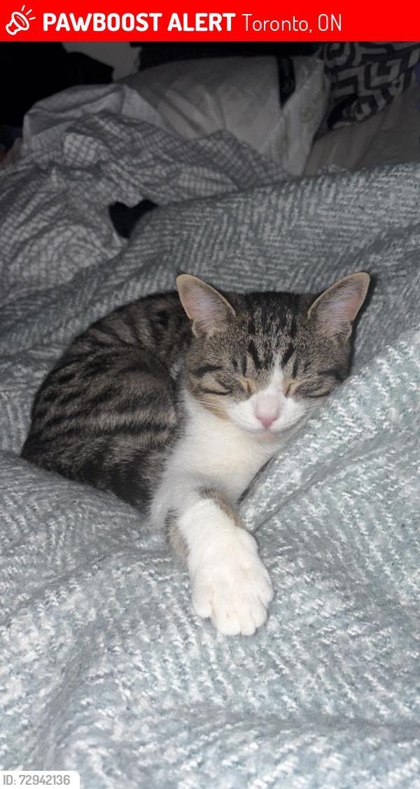 Lost Male Cat last seen Clinton st and follis ave Toronto on, Toronto, ON 