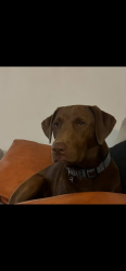 Reunited Female Dog last seen Spruce, Port Orange, FL 32127