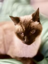 Lost Male Cat last seen Dove Meadows Dr and Vandyke Drive - Dove Meadows , Dove Meadows, TX 77388