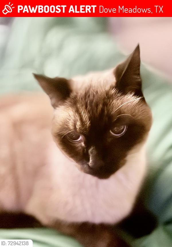 Lost Male Cat last seen Dove Meadows Dr and Vandyke Drive - Dove Meadows , Dove Meadows, TX 77388