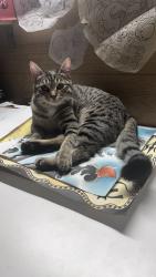Reunited Female Cat last seen Near Littlerock Rd SW , Olympia, WA 98512