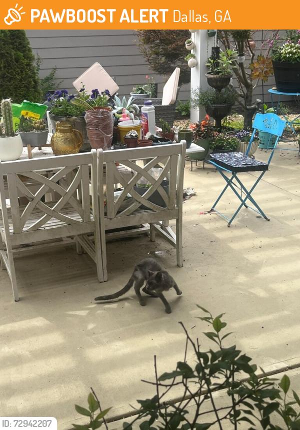 Found/Stray Unknown Cat last seen Seven Hills Area, Dallas, GA 30132